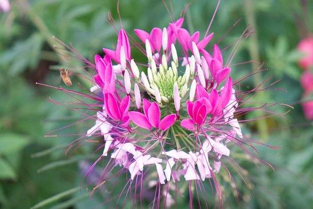 Blüte der Spinnenblume 