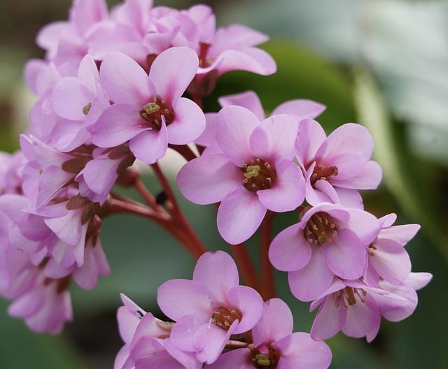 Bergenia