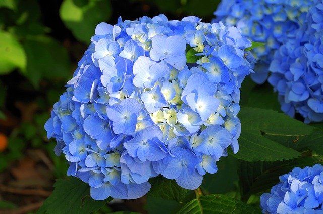 Blaue Hortensie