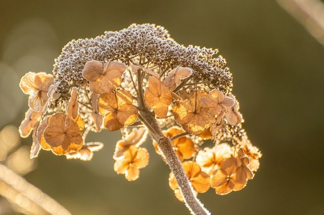 Verblühte Hortensie