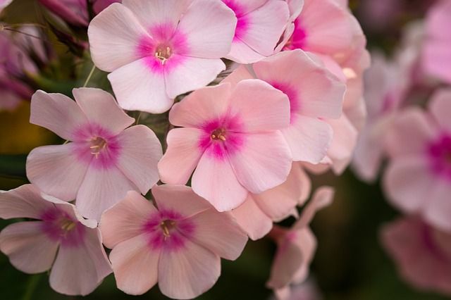 Phlox