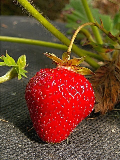 Erdbeere auf Vlies gepflanzt