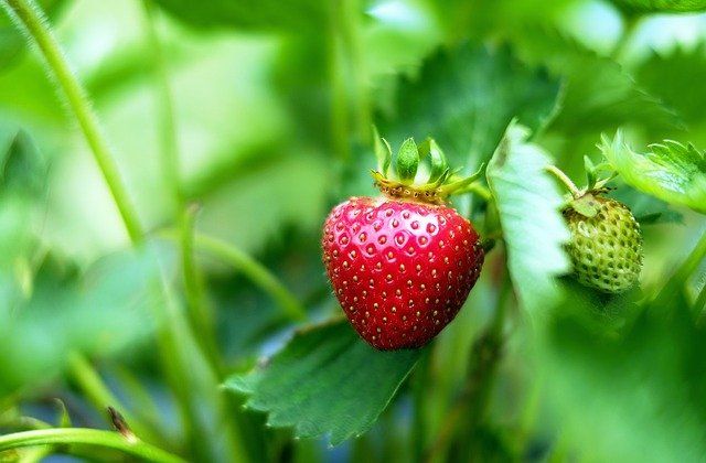 Erdbeeren rechtzeitig mulchen