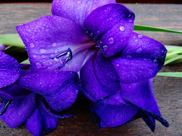 Gladiola Blue Isle