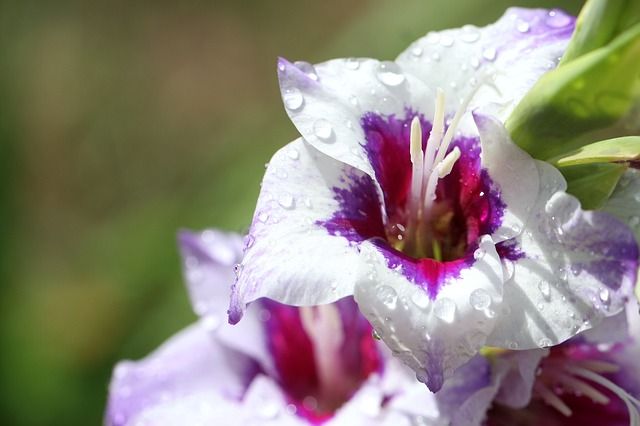 Gladiola Ajax