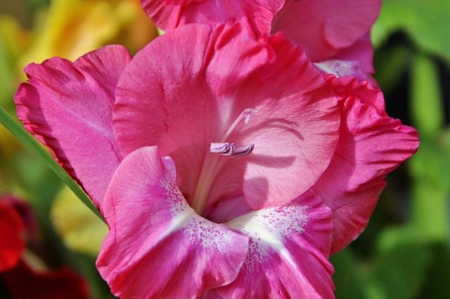 Gladiola Fidelio