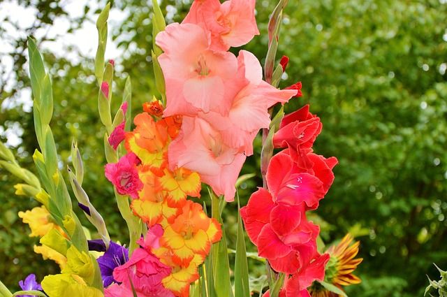 Gladiola Giant