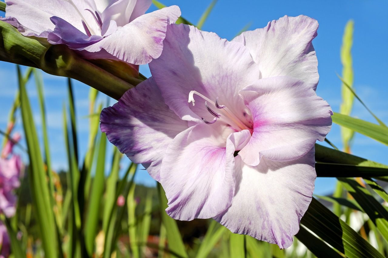 Anpflanzung und Pflege von Gladiolen