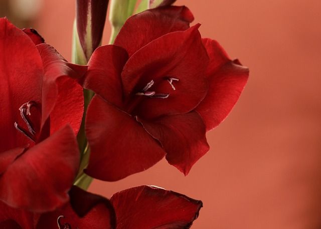 Gladiola Black Jack