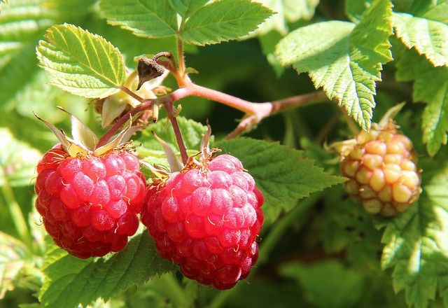 Himbeeren im Mai Düngen