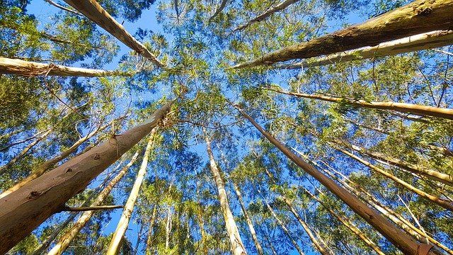 Eukalyptus-Bäume können bis zu 100m groß werden