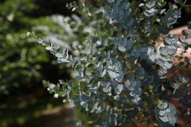 Blätter vom Eukalyptus-Baum