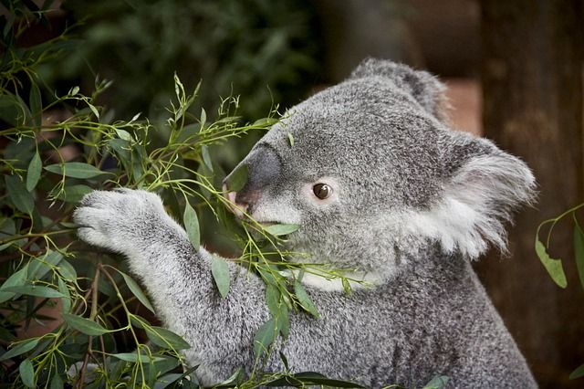 Koalabären lieben Eukalyptus Blätter