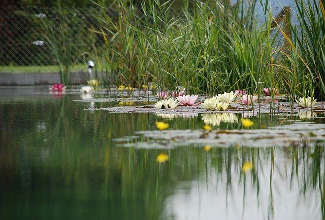 Die richtige Auswahl der Pflanzen sorgt für einen sauberen Teich