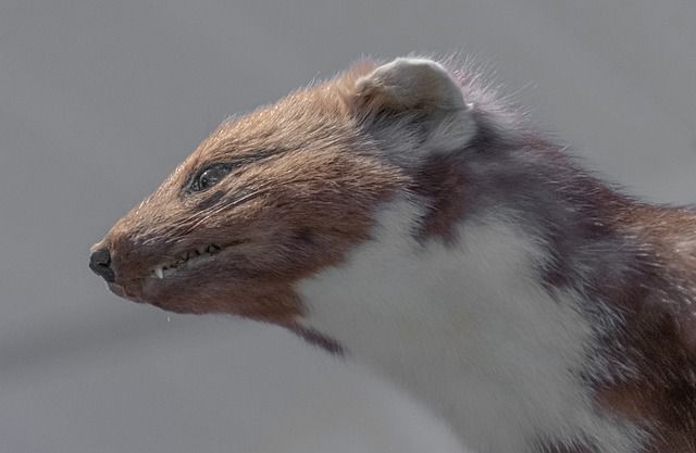 Ein Marder mit dem auffällig weißen Hals