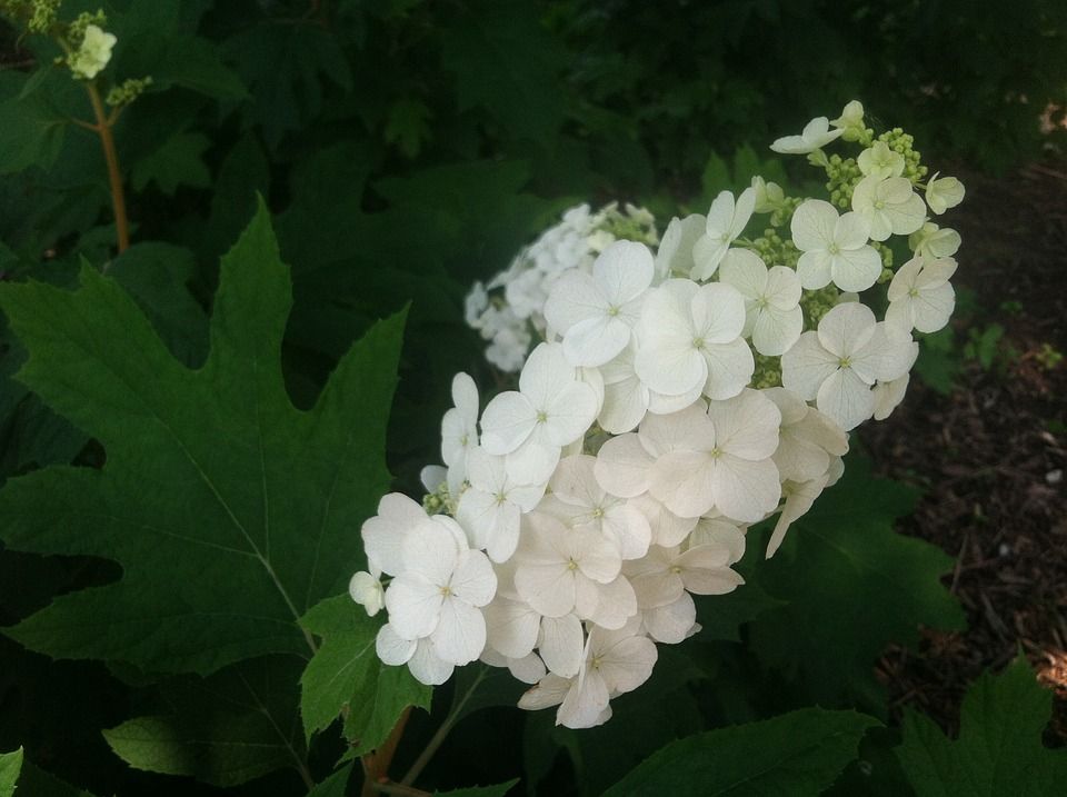 Eichenblatthortensie im Schatten.