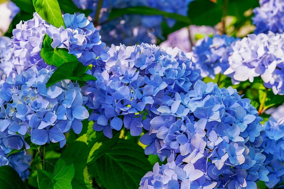 Gartenhortensie im Sommer.