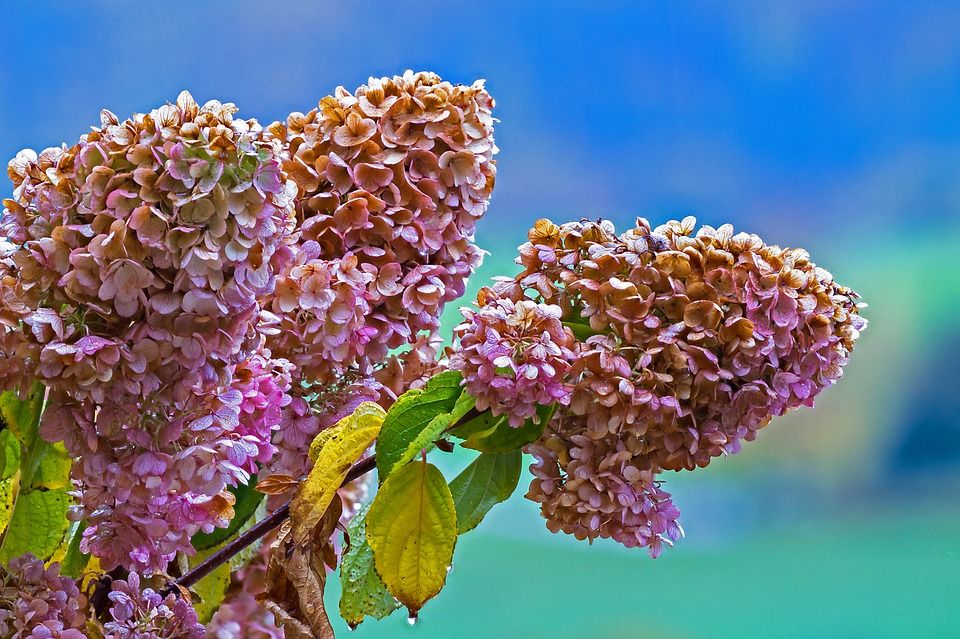 Rispen-Hortensie im Spätsommer an verblühen.