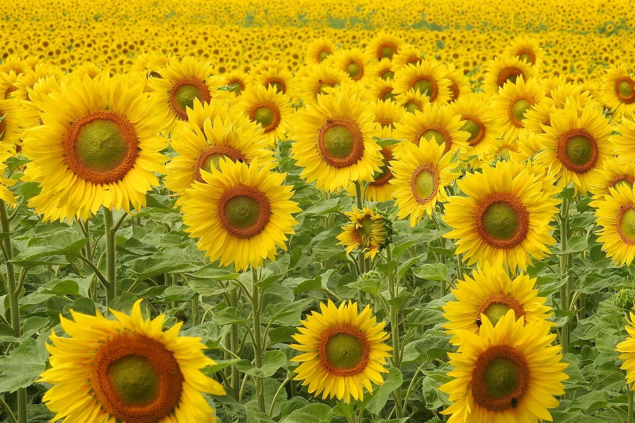 Sonnenblumen-was man wissen sollte