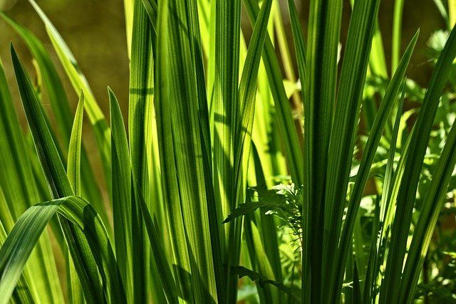 Die Pflanze aus der Rattan geflochten wird. Calamus Rotang Palme