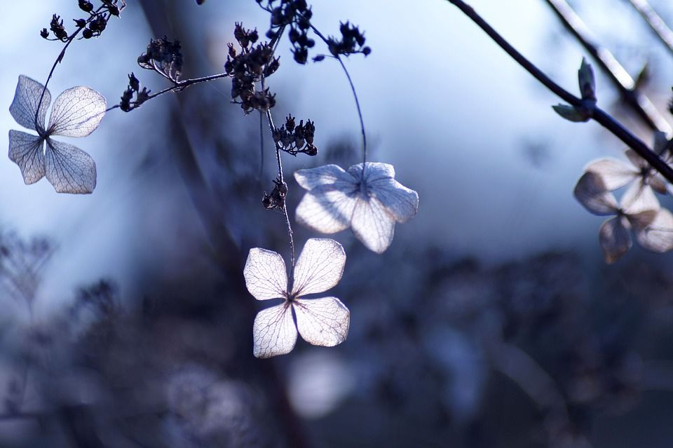 Kletterhortensie mit verblühten Blättern und der Herbst beginnt.