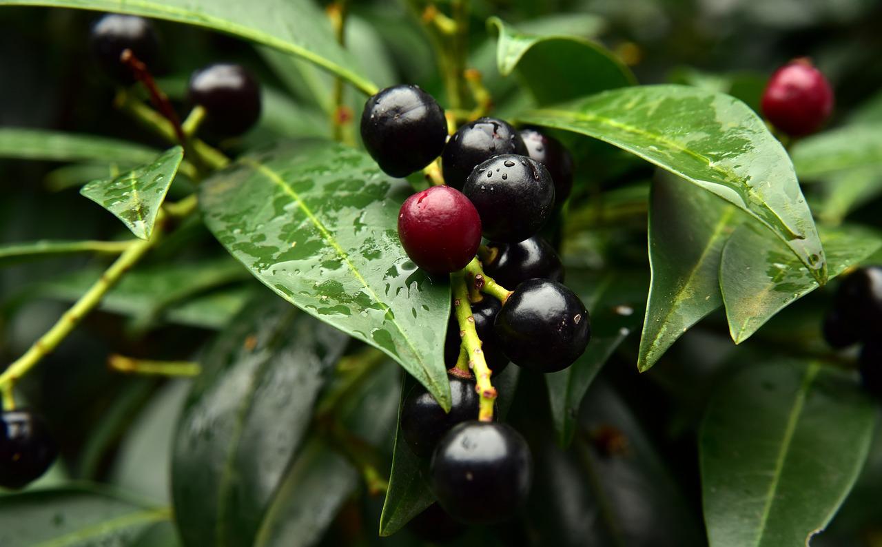                               Kirschlorbeer im Garten                             
                              