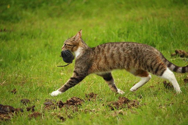 Hunde und Katzen im Garten können die Ratten aus dem Garten vertreiben