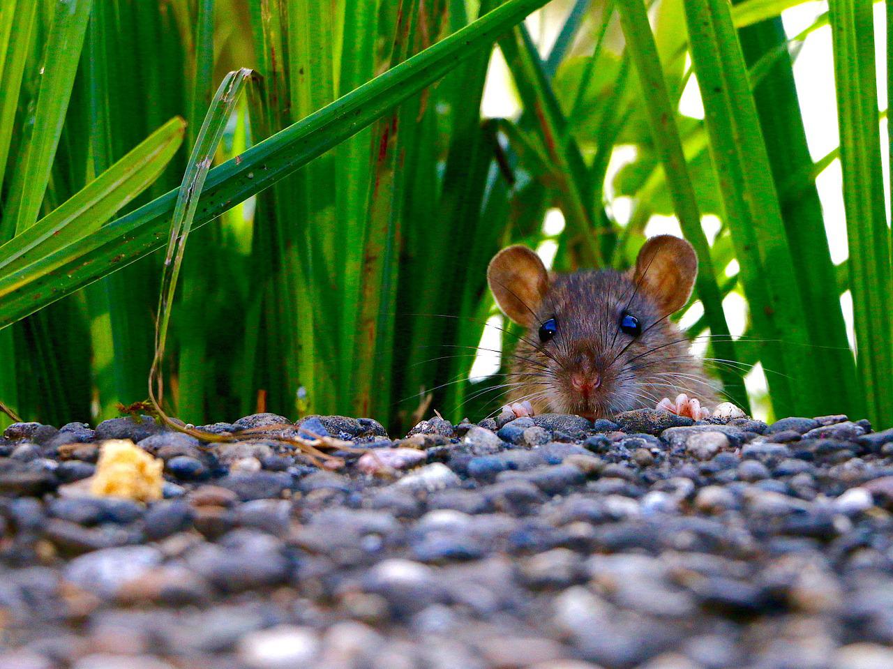 Ratten im Garten - 9 Tipps