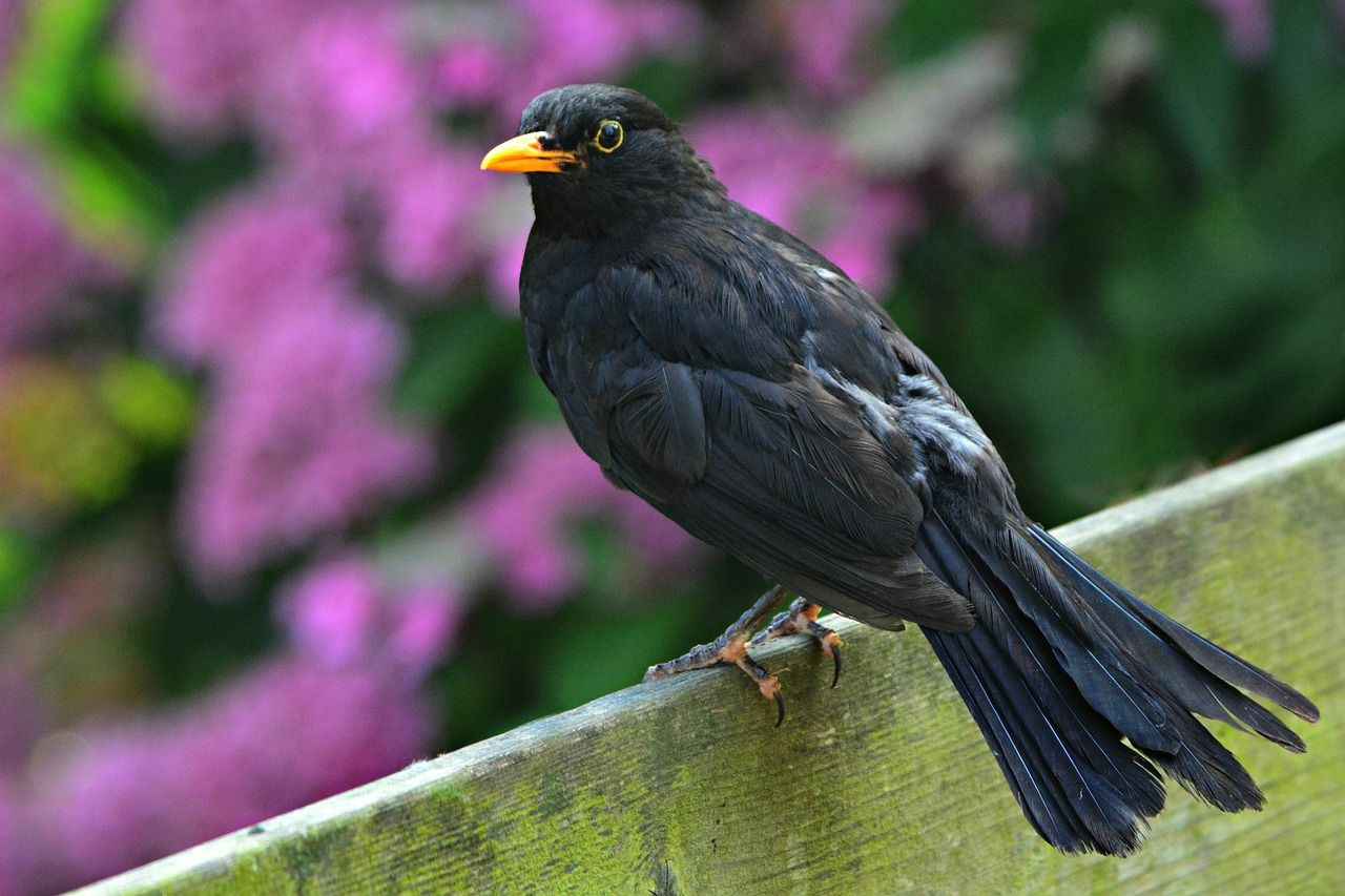 Amsel im Garten: Alles Wissenswerte für Vogelfreunde