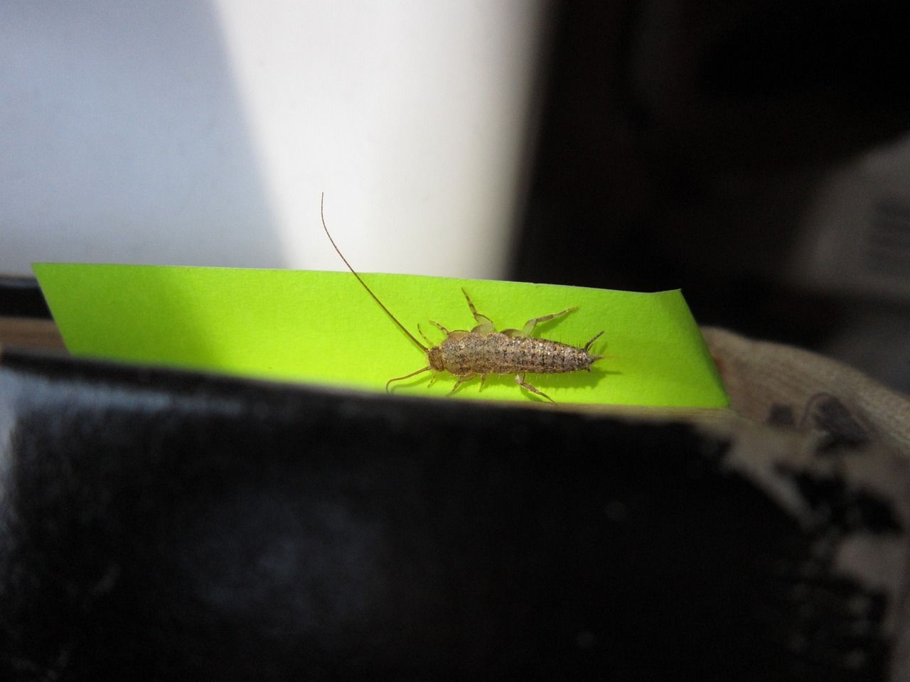                               Silberfische im Haus: So wirst du die lästigen Mitbewohner                             
                              