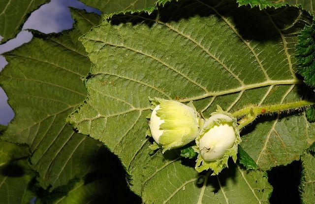 Haselnüsse werden im Herbst zwischen September und Ende Oktober reif.