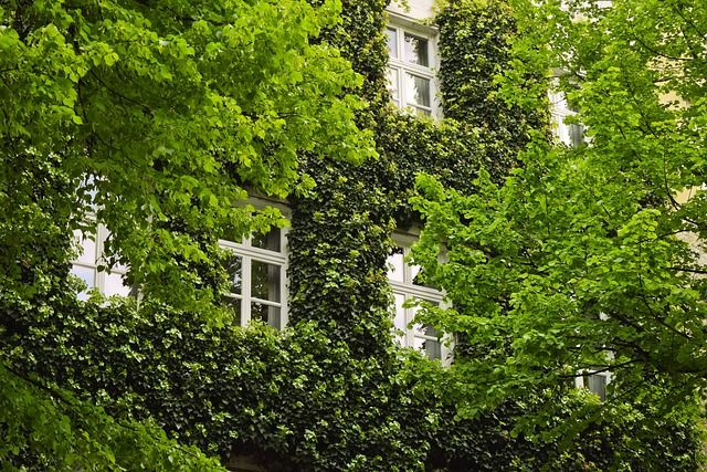 Eine grüne Hauswand spart auch Heizkosten und schützt vor der Sonne.