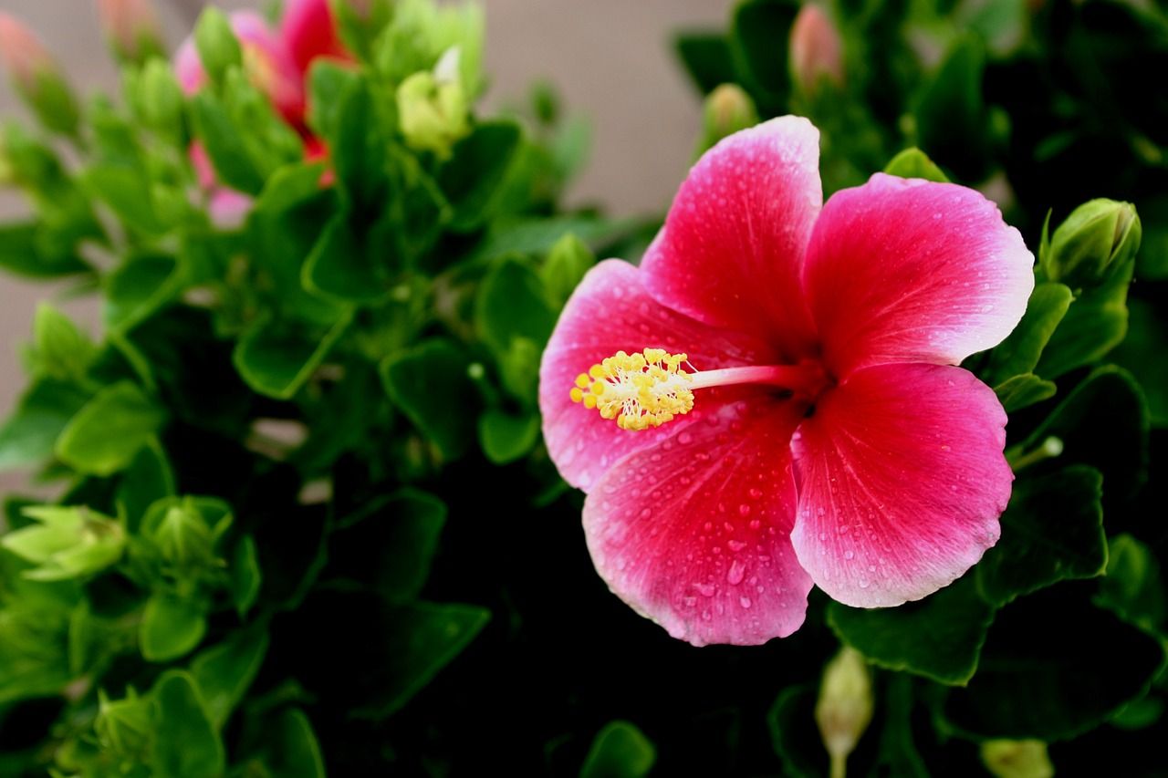                               Hibiskus: Prachtvolle Blüten für deinen Garten                             
                              