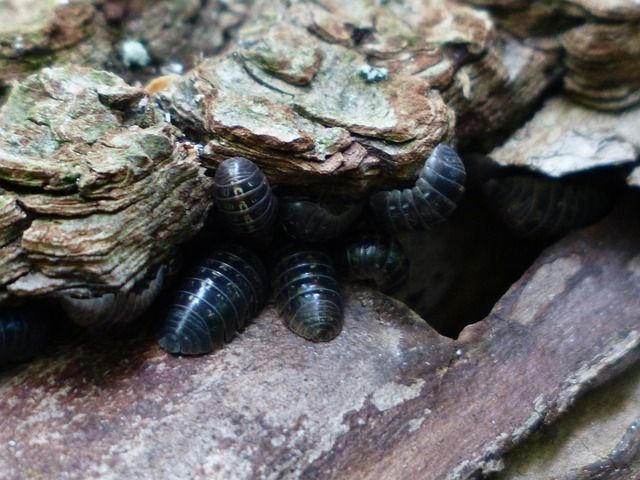 Kellerasseln treten sehr oft in größerer Mehrzahl auf.