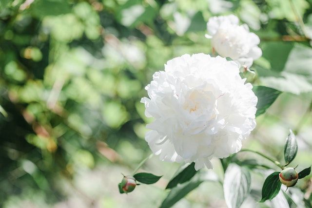                               Pfingstrosen: Prachtvolle Blüten-Highlights im Garten                             
                              