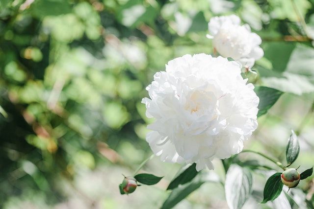 Pfingstrosen: Prachtvolle Blüten-Highlights im Garten