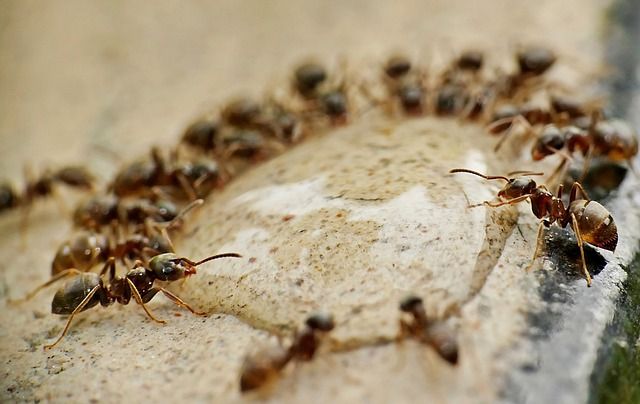 Ameisen suchen nach feuchten Stellen, wie Bäder, Küchen oder schlecht abgedichtete Wasserleitungen, um Wasser zu bekommen