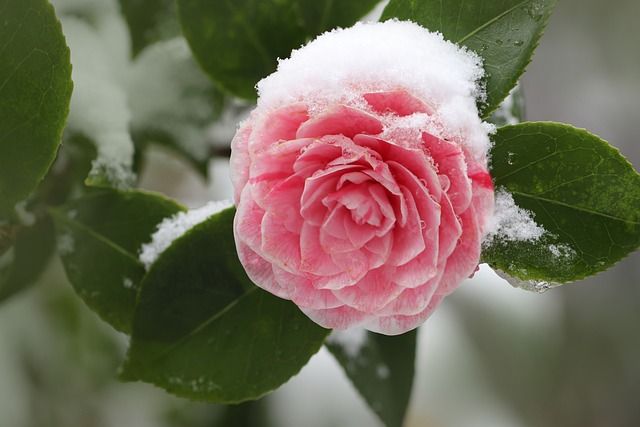 Bei Temperaturen unter -10°C bis -15°C sind Kamelienflanzen normalerweise winterfest