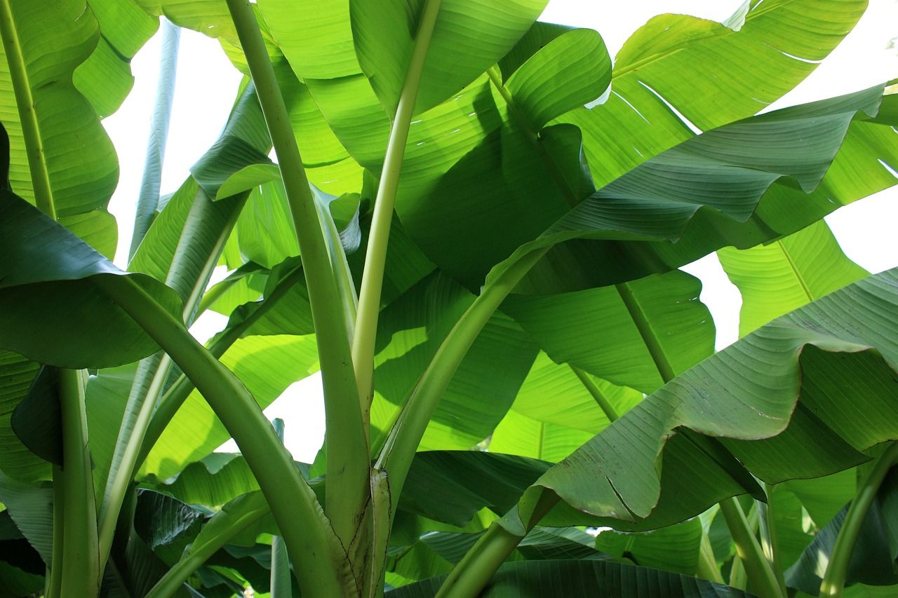 Die Bananenpalme: Pflege & Anbau für tropisches Flair
