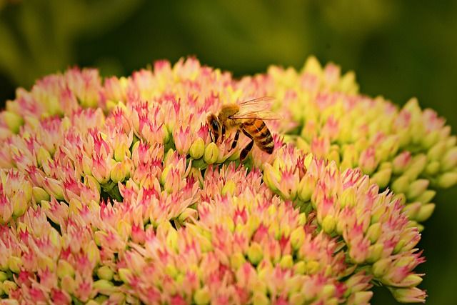 Die Fette Henne ist eine wichtige Nahrungsquelle für Bestäuber wie Bienen, Schmetterlinge und Hummeln.