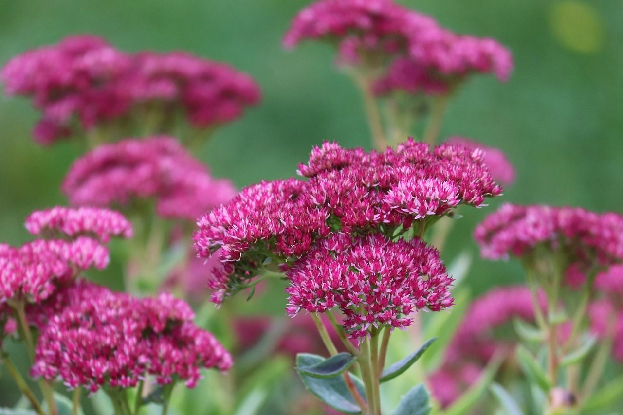 Fette Henne: Die perfekte Pflanze für Deinen Garten