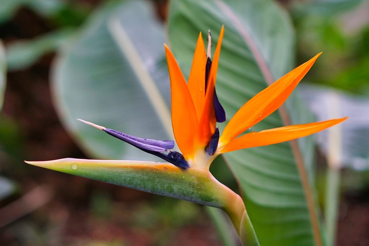                               Strelizie: Exotische Schönheit für Deinen Garten                             
                              