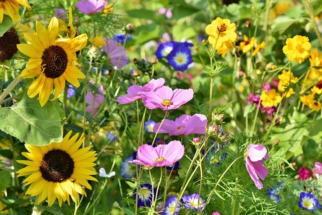                               Wildblumen: Farbenfrohe Pracht im eigenen Garten                             
                              