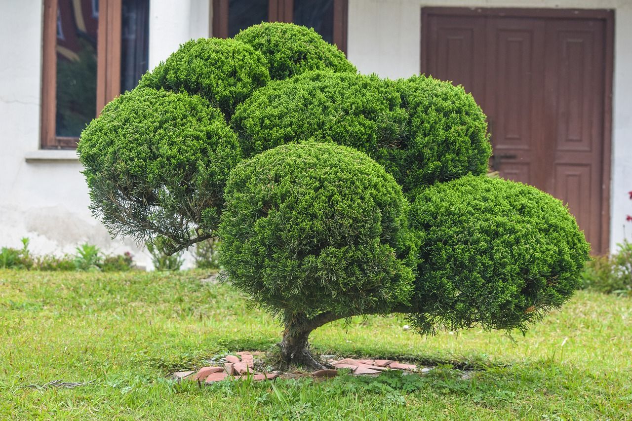 Buxbaum im Garten: Alles zur richtigen Pflege & Gestaltung