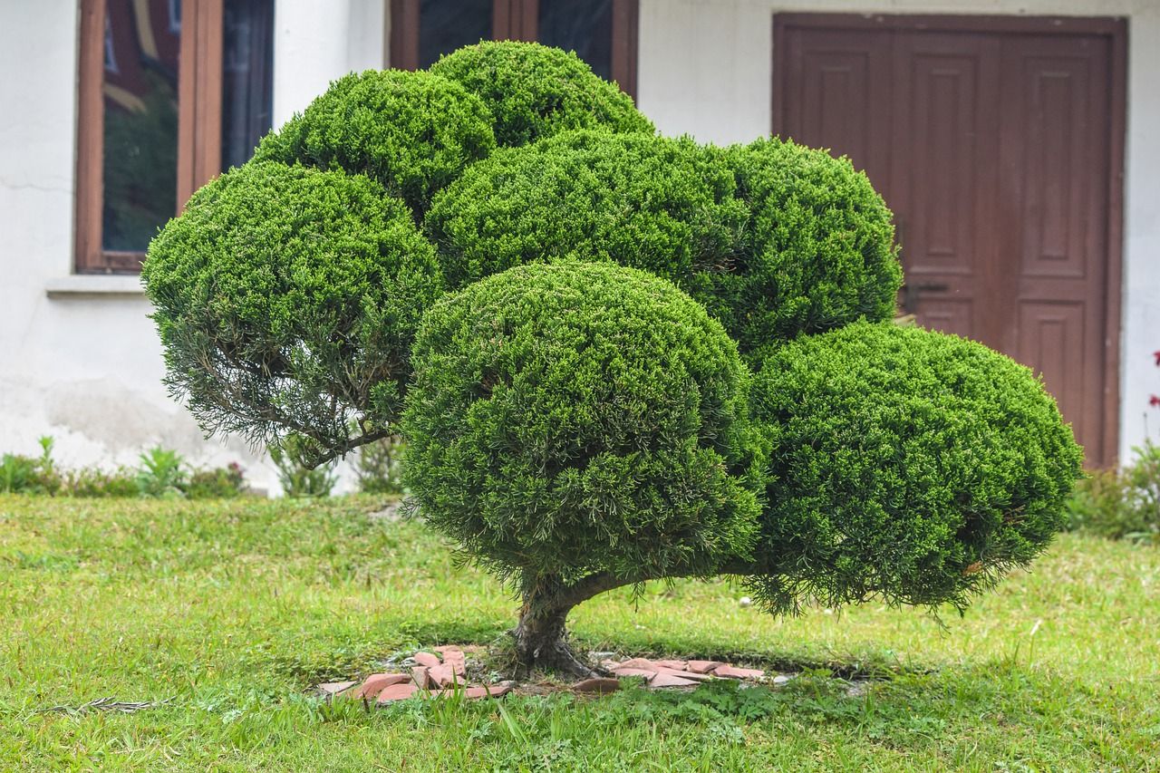                               Buxbaum im Garten: Alles zur richtigen Pflege & Gestaltung                             
                              