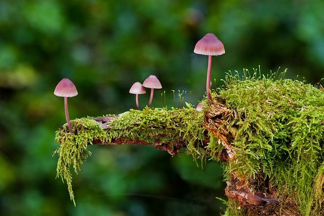 Pilzbefall im Garten: So retten Sie Ihren Rasen