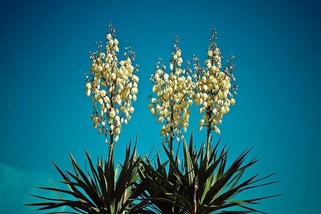 Die Yucca-Palme braucht einen hellen Standort mit mindestens 5 Stunden Tageslicht.