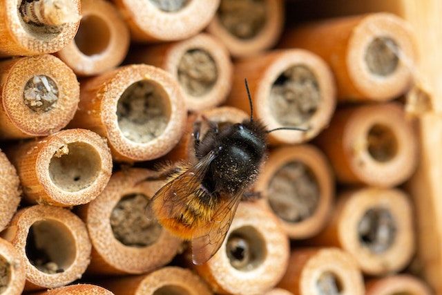 Ein Insektenhotel ist für Bienen ein willkommender Ort.