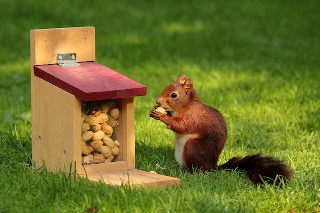 Richte eine Futterstation in der Nähe des Eichhörnchenhauses ein und biete ihnen artgerechtes Futter.