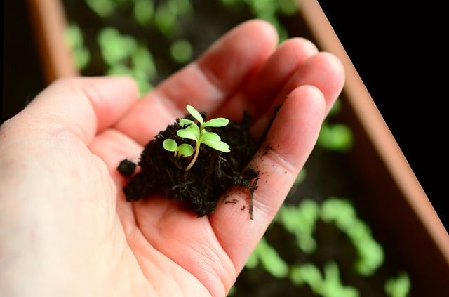                               Alles über Obstbäume: Vom Pflanzen bis zur Ernte                             
                              